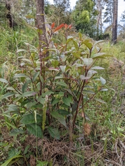 Elaeocarpus reticulatus