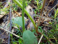 Thelymitra juncifolia