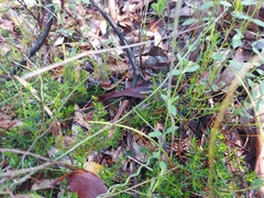 Thelymitra juncifolia