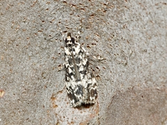Scoparia exhibitalis