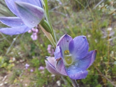 Thelymitra grandiflora