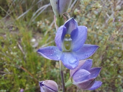 Thelymitra grandiflora