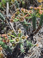Euphorbia caput-medusae