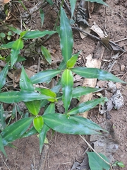 Coleotrype natalensis