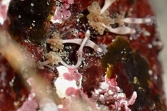 Hydrocoryne bodegensis