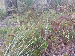 Thelymitra grandiflora