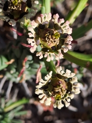 Euphorbia caput-medusae