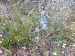 Thelymitra grandiflora