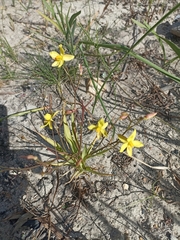Cyanella lutea