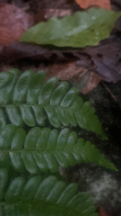 Dryopteris erythrosora
