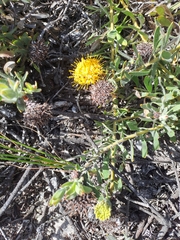 Leucospermum tomentosum
