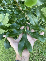Stenocarpus sinuatus