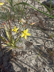 Cyanella lutea