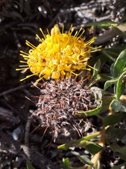 Leucospermum tomentosum