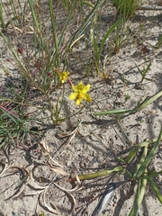 Cyanella lutea