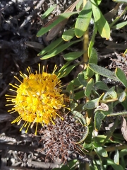 Leucospermum tomentosum