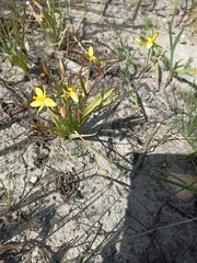 Cyanella lutea