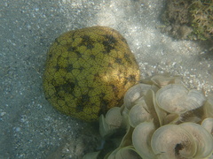 Culcita novaeguineae