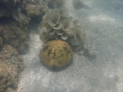 Culcita novaeguineae