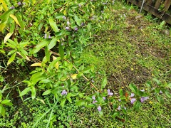 Hygrophila pogonocalyx