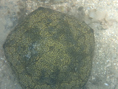 Culcita novaeguineae