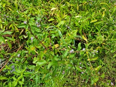 Hygrophila pogonocalyx