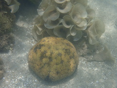 Culcita novaeguineae