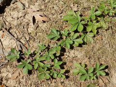 Potentilla simplex