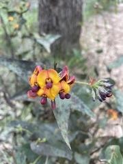 Daviesia cordata