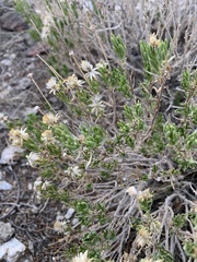 Ericameria linearifolia