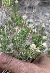 Ericameria linearifolia