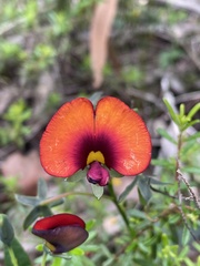 Gompholobium ovatum