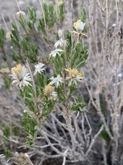 Ericameria linearifolia