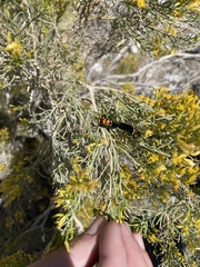 Ericameria paniculata