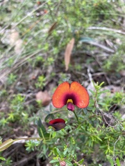 Gompholobium ovatum