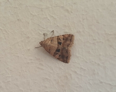 Ozarba megaplaga