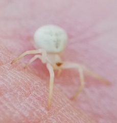 Zygometis xanthogaster