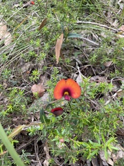 Gompholobium ovatum