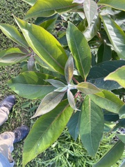 Lophostemon confertus