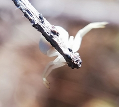 Zygometis xanthogaster