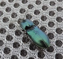 Selatosomus caucasicus