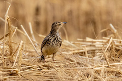 Galerida magnirostris