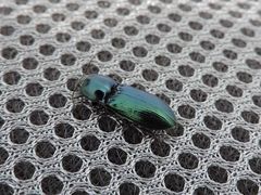 Selatosomus caucasicus