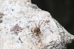 Epedanidae