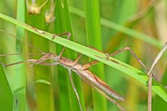 Zaprochilus australis