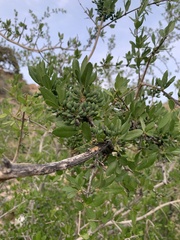 Forestiera pubescens