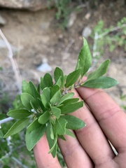 Forestiera pubescens