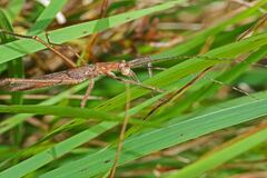 Zaprochilus australis
