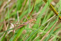 Zaprochilus australis