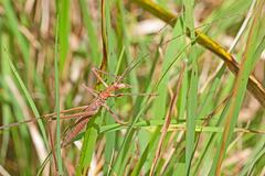 Zaprochilus australis
